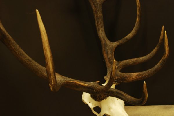 Nice heavy symmetric pair of antlers of a red stag. skull