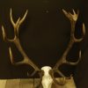 Nice heavy symmetric pair of antlers of a red stag. skull