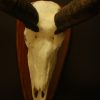 Hugh skull of a massive kudu bull.