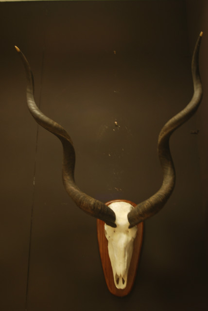 Enorme schedel van een kudu.