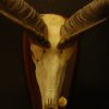 Enormous skull, horns of a kudu bull.