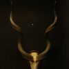 Enormous skull, horns of a kudu bull.