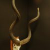 Very big skull, horns of a kudu bull.