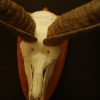 Very big skull, horns of a kudu bull.