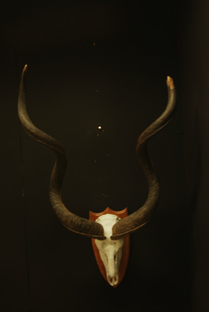 Very big skull, horns of a kudu bull.