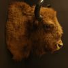 Very beautiful trophy head of an European bison.