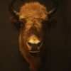 Very beautiful trophy head of an European bison.