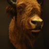 Very beautiful trophy head of an European bison.