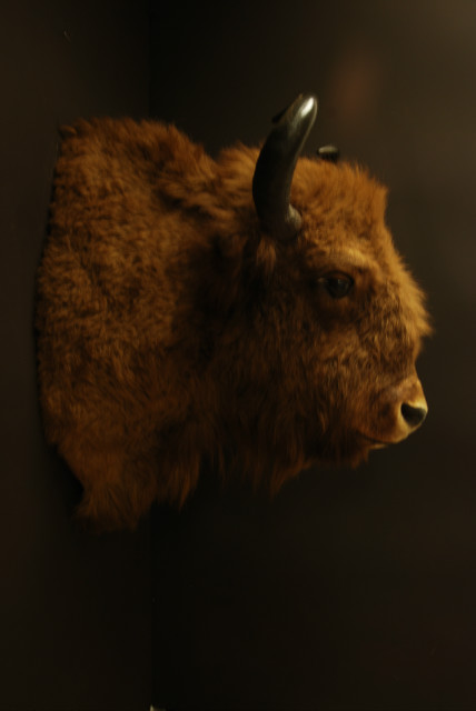 Very beautiful trophy head of an European bison.