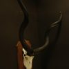 Skull, antlers of a kudu.