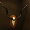 Old skull, horns of a grandgazelle on a hard wooden panel.