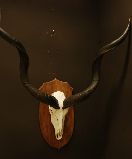 Schedel, hoorns van een kudu.