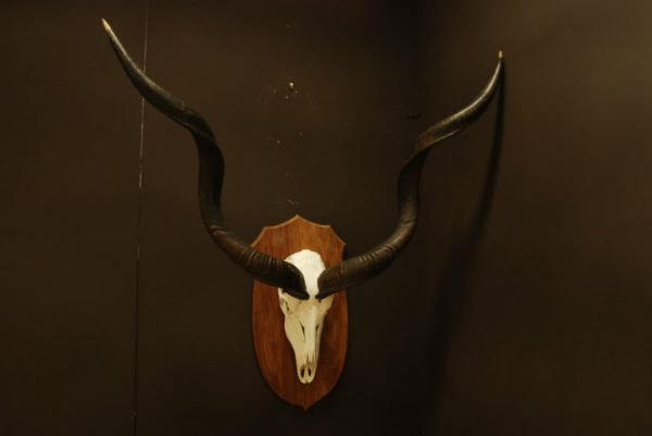 Skull, antlers of a kudu.