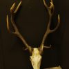 Skull, antlers of a red stag.