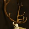 Antlers, skull of a red stag.