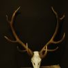 Old skull, horns of a grandgazelle on a hard wooden panel.