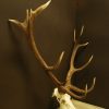 Skull, antlers of a red stag.