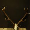 Skull, antlers of a red stag.