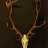 Pair of antlers of a sika deer.