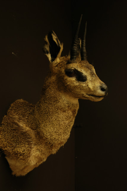 Nice small trophy head of a klipspringer.