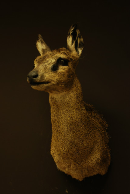Nice small game head of a klipspringer.