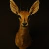 Taxidermy head of an Oryx