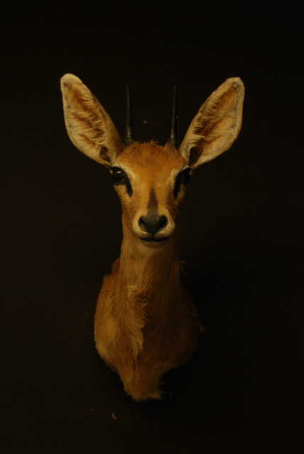 Mooie kleine opgezette kop van een steenbok.