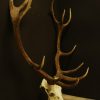Skull, pair of antlers of a red stag.