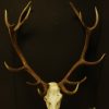 Symmetric pair of antlers of a red stag.