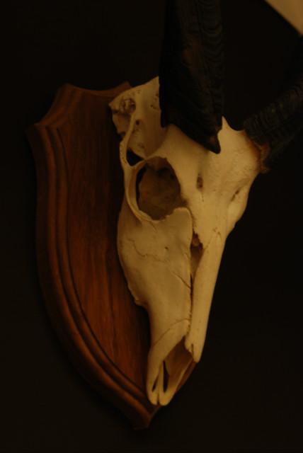 Mooi paar schedels van bushbokken.