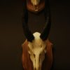 Gold medal mouflon ram skull.