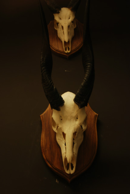Nice pair of 2 skulls of bushbocks.