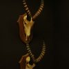 Skull / horns of a big bull.