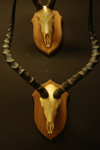 Mooie set impala schedels.