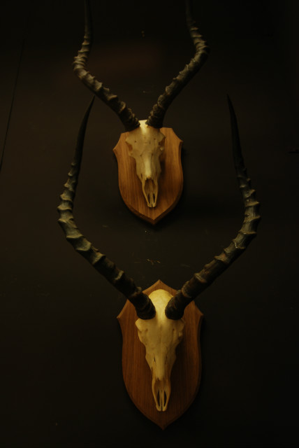 Mooie set impala schedels.