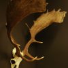 Nice pair of antlers of a fallow deer.