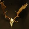 Strong pair of antlers of a fallow deer.