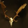 Nice pair of antlers of a fallow deer.