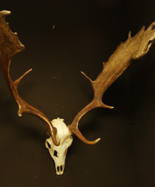 Nice pair of antlers of a fallow deer.