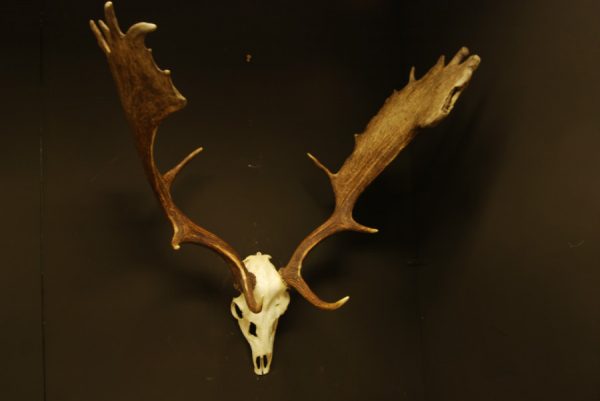 Nice pair of antlers of a fallow deer.