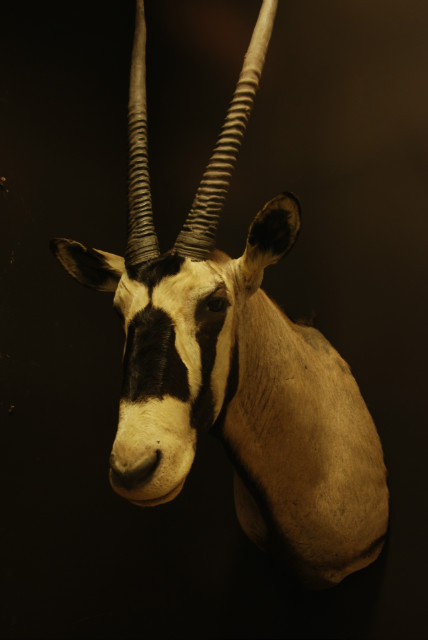New hunting trophy of an oryx.