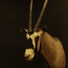 New hunting trophy of an oryx.