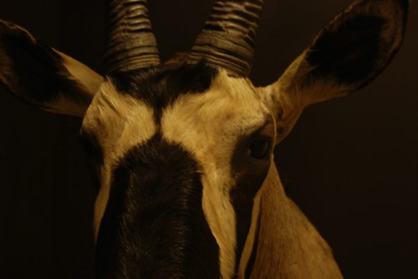Nieuwe jachttrofee van een oryx.