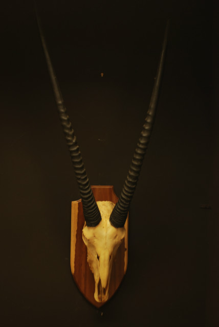 Schedel, hoorns van een oryx.