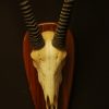 Skull of an oryx.
