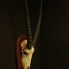 Skull of an oryx.