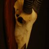 Skull of an oryx.