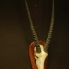 Skull of an oryx.
