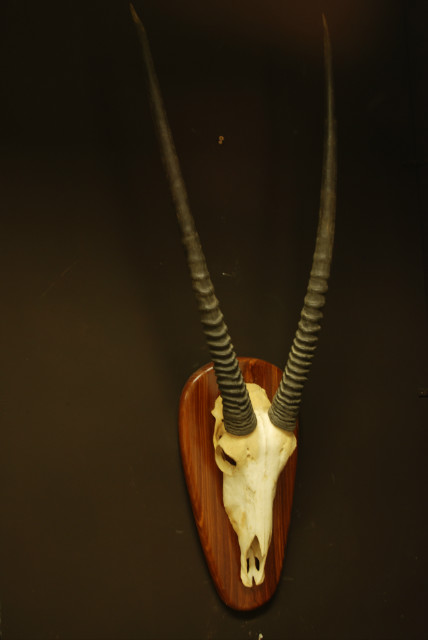 Schedel van een oryx.