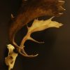 Strong pair of antlers of a fallow deer.